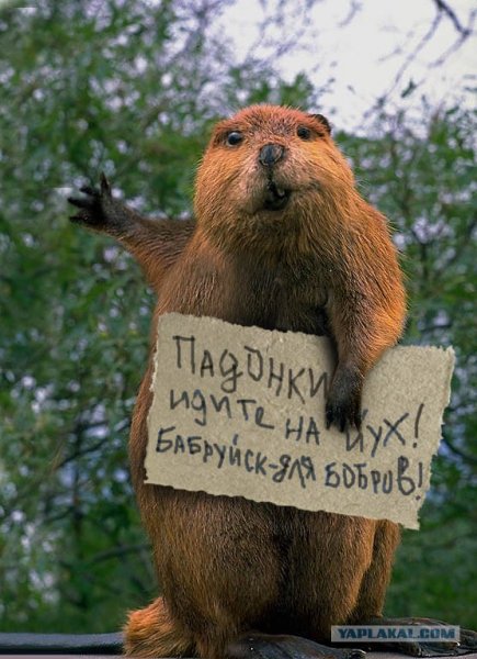 Смешные бобры