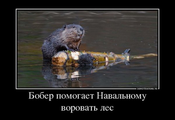 Приколы про бобра