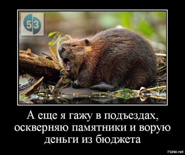 Виноваты бобры
