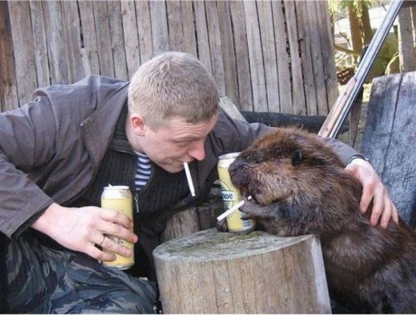 Бобры приколы