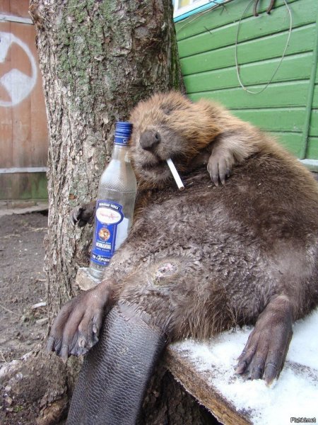 Бобер смешной