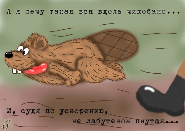 Бобры приколы