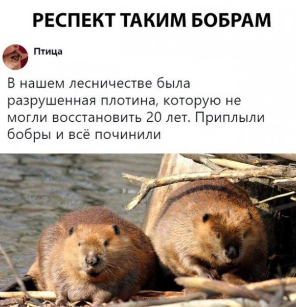 Юмор про Бобров