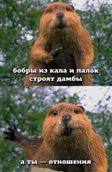 Бобры юмор