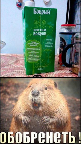 Бобры приколы