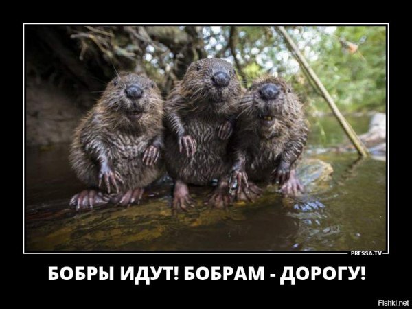 Бобер прикол