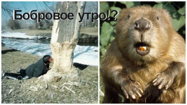 Бобры и утро