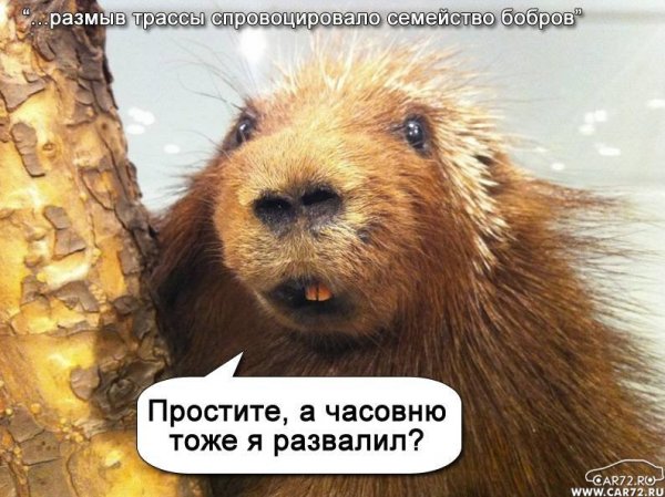 Бобр ржака