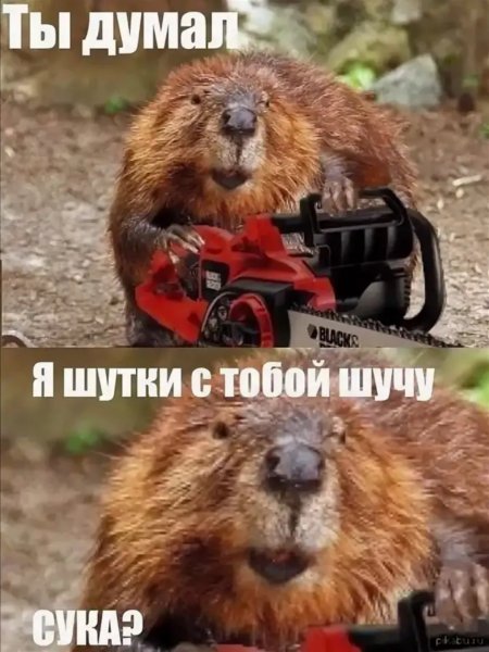 Бобр мемы