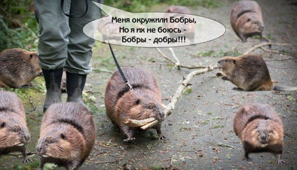 Бобер прикол