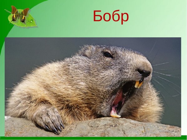 Смешные шутки про Бобров