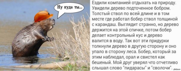 Ржачные бобры