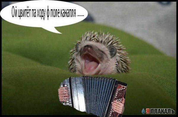 Приколы с ежом
