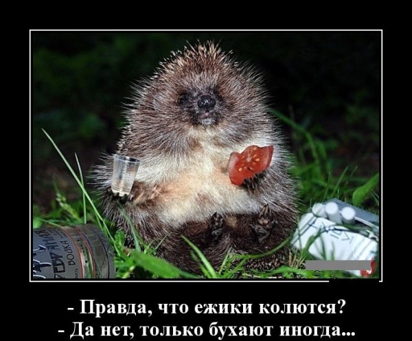 День пьяного ежика