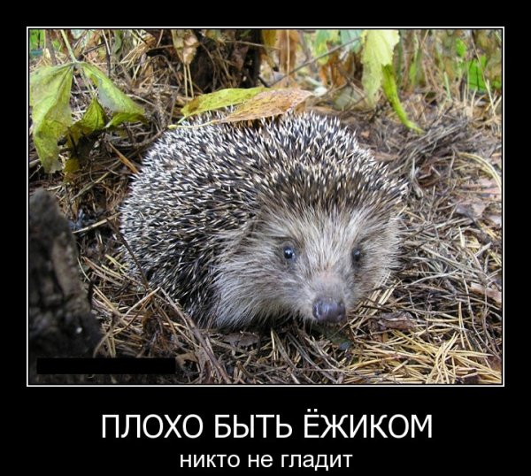 Ежик прикол