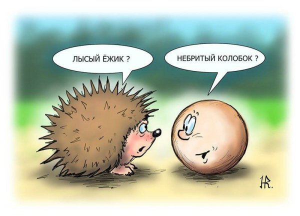 Шутки про ежей