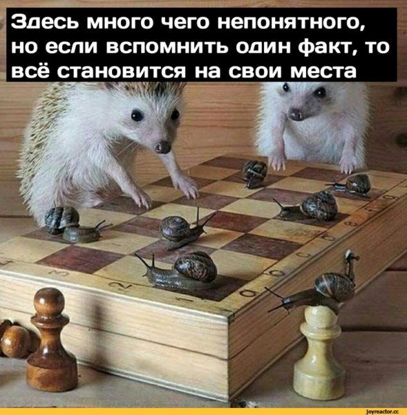Еж прикол