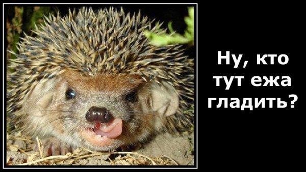 Вредный Ежик