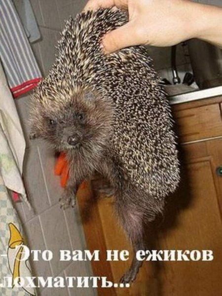 Еж прикол