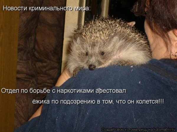 Шутки про ежей