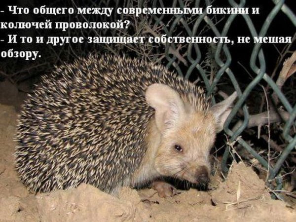Прикол про ежа