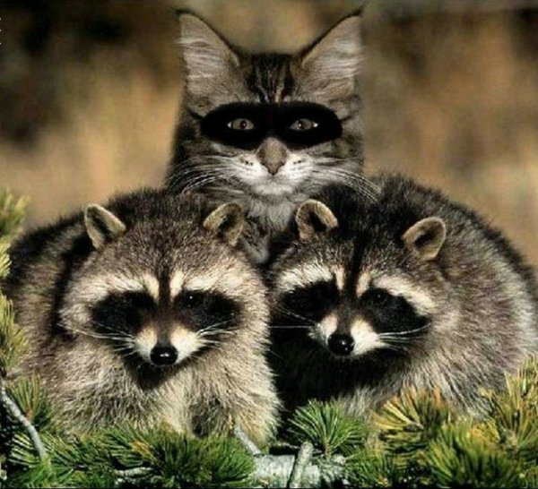 Котики енотики