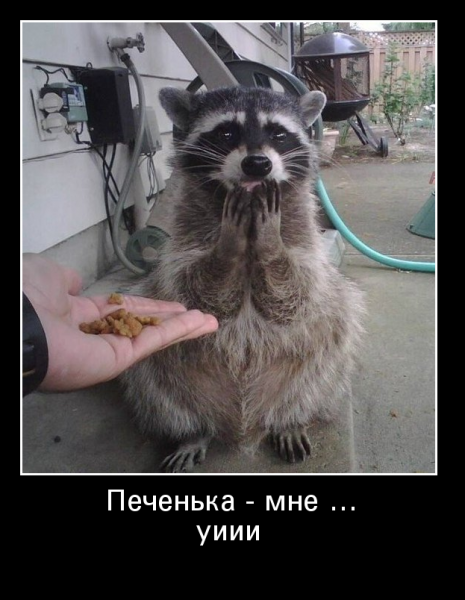 Еноты приколы
