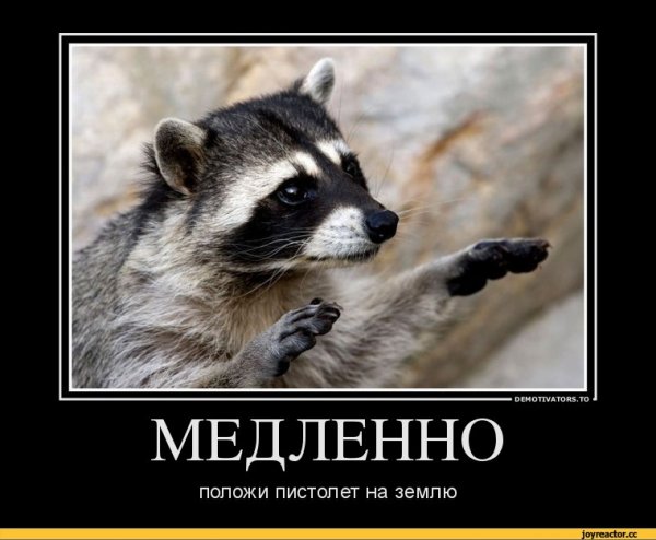 Демотиваторы про енотов
