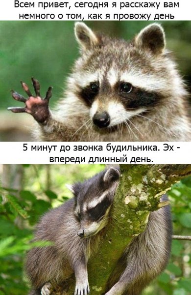 Надпись енотики
