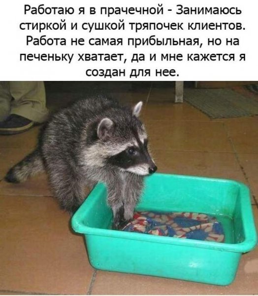 Шутки про енота полоскуна