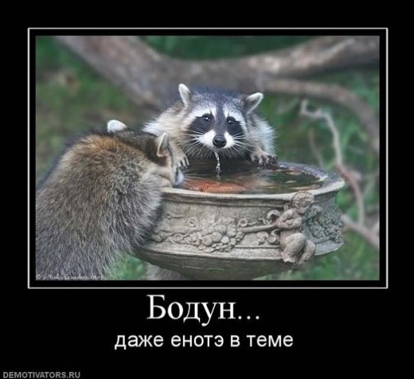 Енот демотиватор
