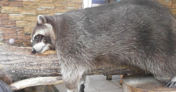 Смешные еноты с надписями