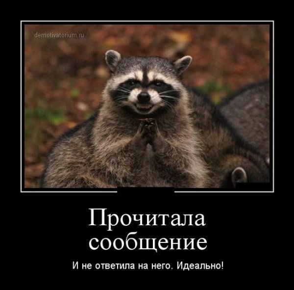 Енот демотиватор смешной