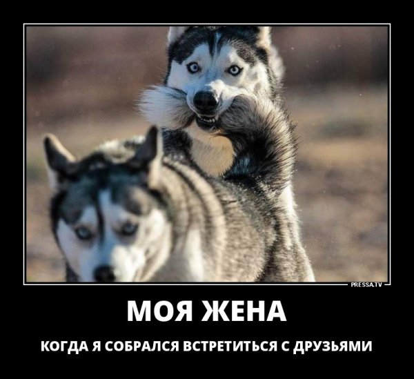 Хаски демотиватор