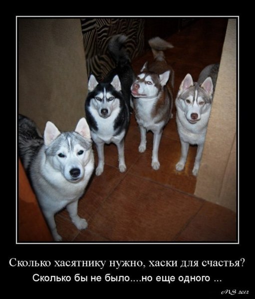 Смешные хаски с надписями