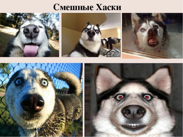 Хаски приколы