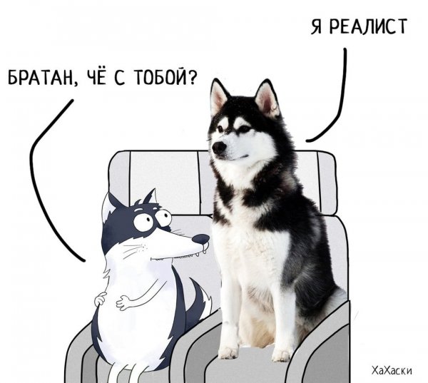 Хаски мемы с надписями