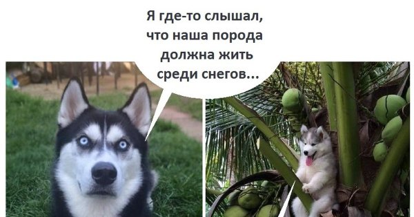 Хаски шутки