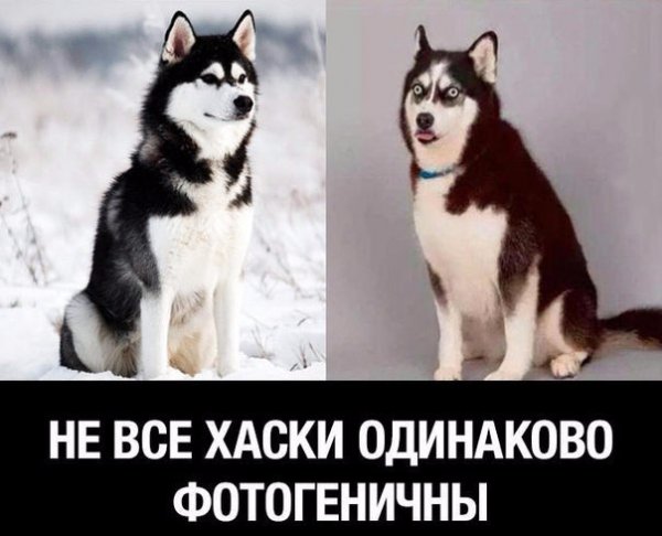 Хаски приколы