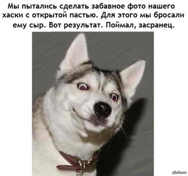 Смешные хаски с надписями