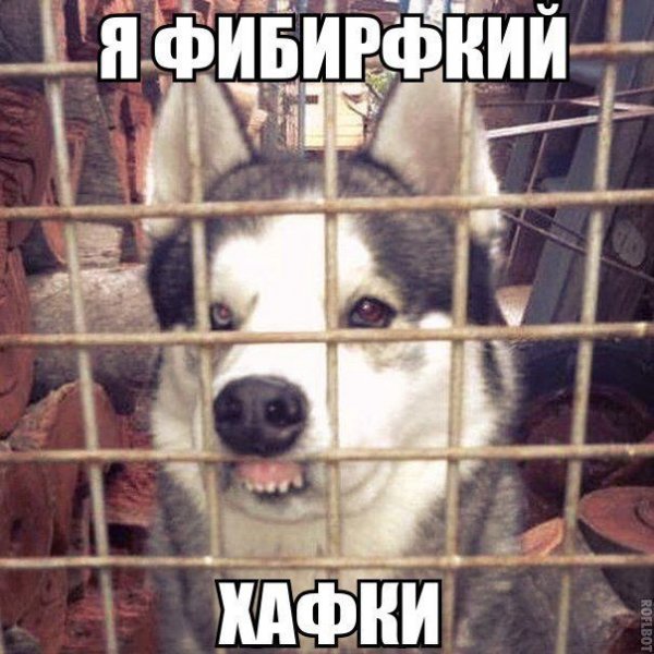 Смешные хаски с надписями