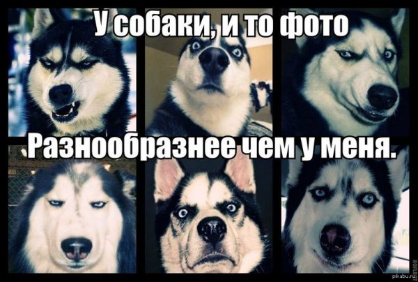 Хаски смешные мемы