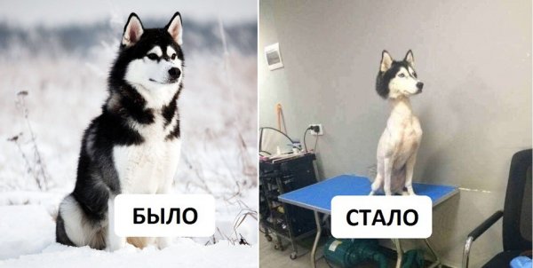 Побритая хаски