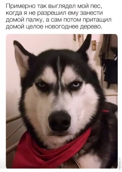 Собака Мем