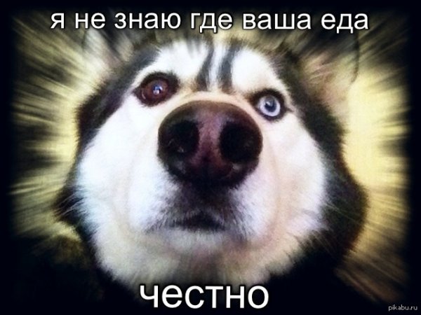 Прикольные хаски с надписями