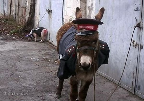 Полицейский на осле