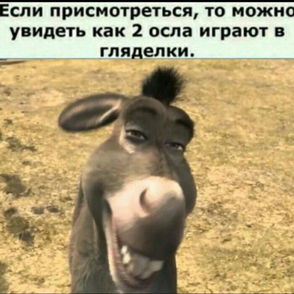 Два осла