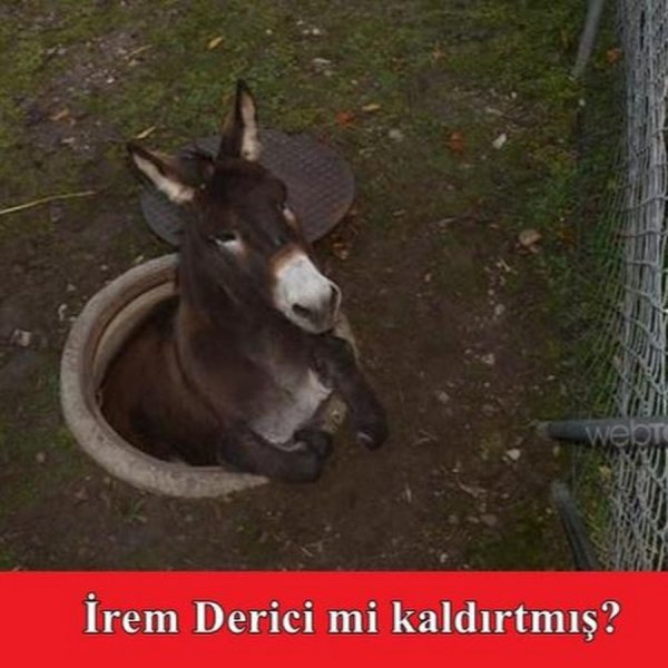 Грязный осёл
