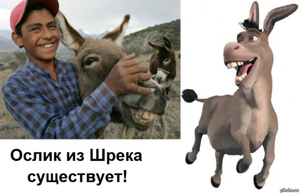 Осел из Шрека Мем