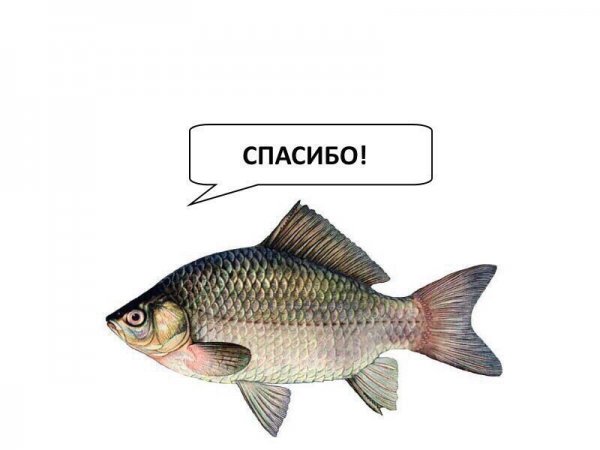 Карась прикольный